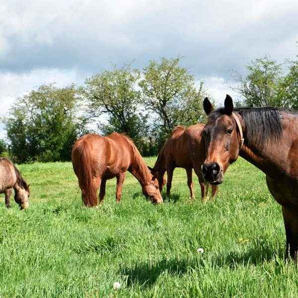 Pension pour chevaux à Saint-Martin-Valmeroux, Cantal